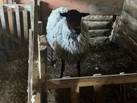 Schaf, Romanov sheep — Foto 2