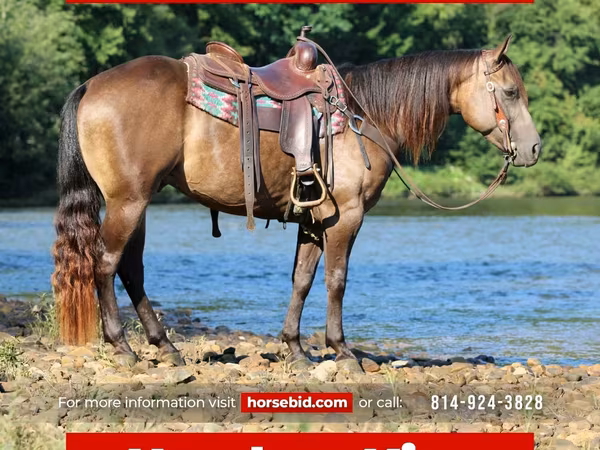 At, Quarter Horse