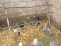 Turkeys — Foto 1