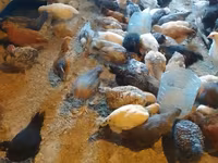 Chickens — الصورة 2