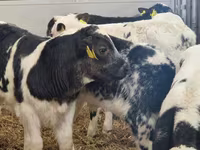 Rinder (Partie, Geschlecht nicht angegeben), Simmental cattle — Foto 8
