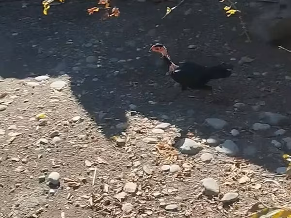 Guinea fowl