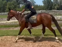 Hengst, Thoroughbred horse — Foto 4