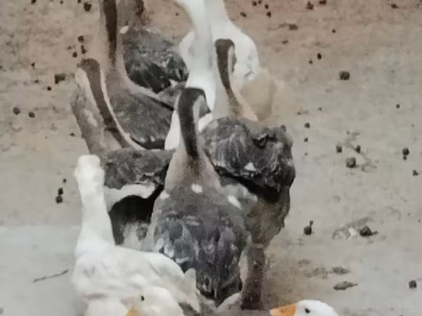Кубань