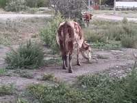 Vaca, Ganado vacuno — foto 6