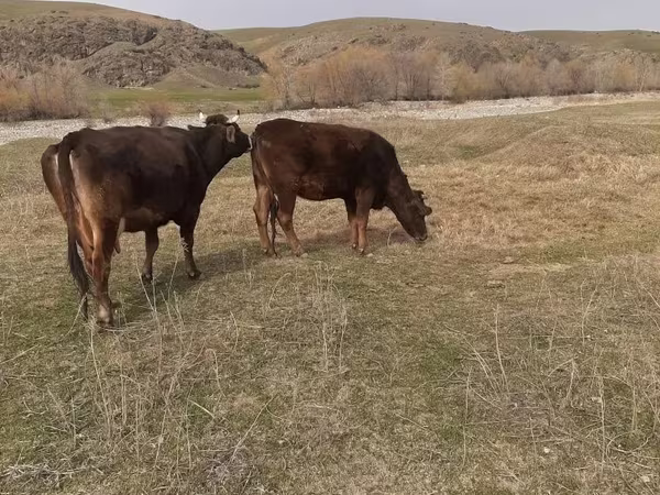 Cow, Swiss cattle