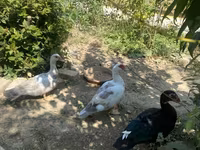Ducks — फ़ोटो 8