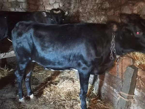 Cow, Aberdeen-Angus