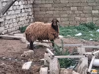 Qoç, Qoyunlar — foto 1