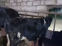 Bulle, Russian Black pied cattle — Foto 1