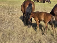 Stute, Kazakh horse — Foto 1