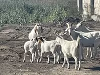 Goat, Goats — photo 7