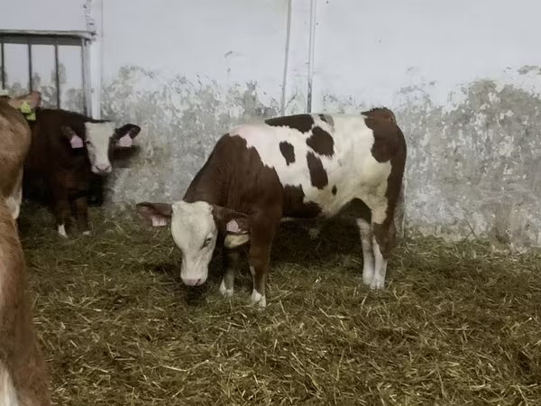 Buqa, Simmental cattle