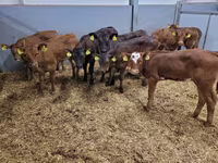 İribuynuzlu mal-qara (partiya, cinsi göstərilməyib), Simmental cattle — foto 6