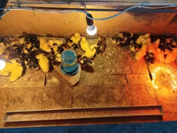 Ducks — photo 2