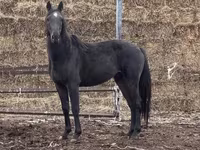 公马, Kazakh horse — 照片 5