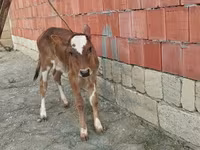गाय, मवेशी — फ़ोटो 4