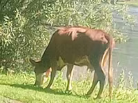 Kuh, Simmental cattle — Foto 2
