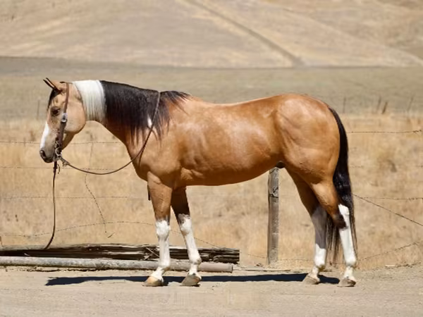 Toychoq, Quarter Horse