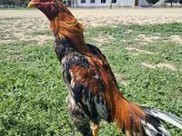 Chickens — 4-сурет