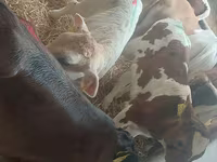 Buğa, Simmental cattle — foto 1
