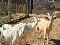 Goat, Saanen goat — photo 1