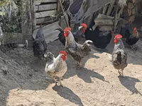 Chickens — फ़ोटो 6
