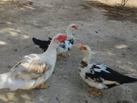 pato criollo doméstico — foto 1