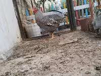 Chickens — 2-сурет