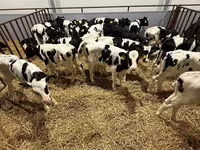 Bull, Cattle — photo 4