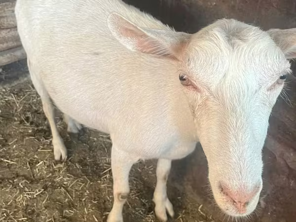 Ziege, Saanen goat