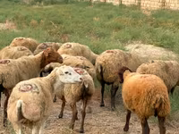 نعجة, Apsheron sheep — الصورة 1