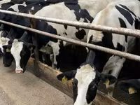 Sigir, Russian Black pied cattle — 2-rasm