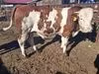 सांड, Simmental cattle — फ़ोटो 6