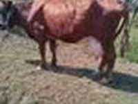 गाय, Latvian Blue cattle — फ़ोटो 6