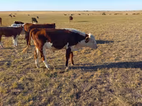 Bull, Kazakh White-headed cow — photo 1