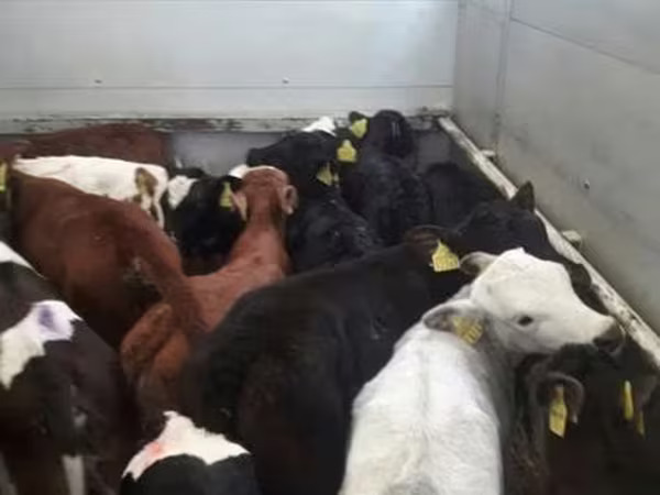 Rinder (Partie, Geschlecht nicht angegeben), Rinder