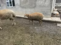 Вівця, Вівці — фото 4
