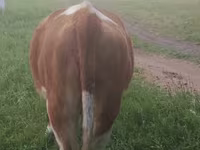 Kuh, Simmental cattle — Foto 1