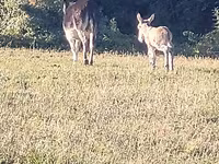 Caballos (lote, sexo no especificado), Caballos — foto 1