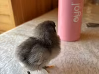 Chickens — foto 2