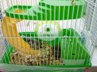 Cücə hamsterlər üçün tam komplekt qəfəs dəsti. Şəkillərdə görünən — фото 2