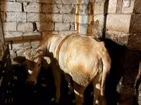 Bull, Cattle — photo 2