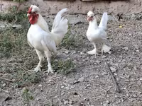 Chickens — Foto 1