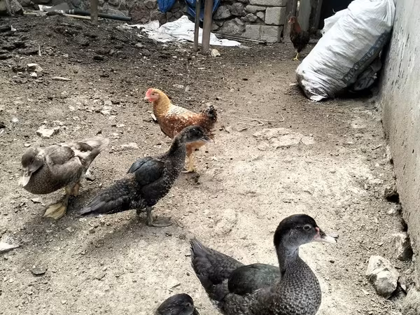 Домашня мускусна качка