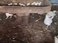 Chickens — foto 3