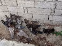 Ducks — photo 4