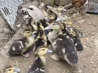 Ducks — Foto 1