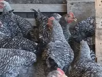 Chickens — foto 3