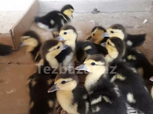 Ducks